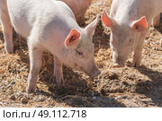 Pink pigs in a pigsty in the spring. Стоковое фото, агентство Ingram Publishing / Фотобанк Лори