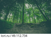 Forest landscape with green beech trees in the spring. Стоковое фото, агентство Ingram Publishing / Фотобанк Лори