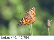 Orange butterfly of the species Vanessa Cardui in green environment. Стоковое фото, агентство Ingram Publishing / Фотобанк Лори