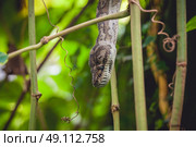 Python in a tree in a tropical jungle. Стоковое фото, агентство Ingram Publishing / Фотобанк Лори