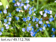 Blue wildflowers on green plants in the summer. Стоковое фото, агентство Ingram Publishing / Фотобанк Лори