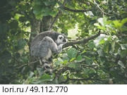 Lemur catta monkey sleeping in a tree. Стоковое фото, агентство Ingram Publishing / Фотобанк Лори