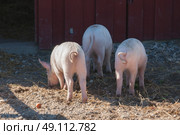 Pink pigs with curly tails at a rural farm in the summer. Стоковое фото, агентство Ingram Publishing / Фотобанк Лори