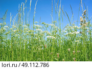 Cow parsley flowers in rural surroundings in the summer. Стоковое фото, агентство Ingram Publishing / Фотобанк Лори