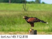 Harris hawk sitting on a wooden pole in a countryside landscape
. Стоковое фото, агентство Ingram Publishing / Фотобанк Лори