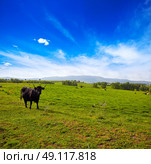fighting bull grazing in Extremadura dehesa grasslands along Via de la Plata way of Spain. Стоковое фото, агентство Ingram Publishing / Фотобанк Лори