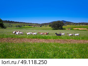 Via de la Plata way dehesa goats grasslands in Extremadura of Spain. Стоковое фото, агентство Ingram Publishing / Фотобанк Лори