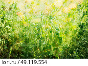 Green pea plant at sunny day light. Стоковое фото, агентство Ingram Publishing / Фотобанк Лори