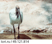 Wild African Sacred Ibis Bird. Стоковое фото, агентство Ingram Publishing / Фотобанк Лори