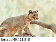 Fossa (Cryptoprocta Ferox) Cat In Madagascar. Стоковое фото, агентство Ingram Publishing / Фотобанк Лори