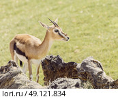 African Thomson's Gazelle (Eudorcas Thomsonii) Стоковое фото, агентство Ingram Publishing / Фотобанк Лори
