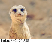 Meerkat or Suricate (Suricata Suricatta) in Africa. Стоковое фото, агентство Ingram Publishing / Фотобанк Лори
