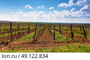 Rows of Vineyard Grape Vines. Spring landscape with green vineyards. Grape vineyards of South Moravia in Czech Republic. Стоковое фото, агентство Ingram Publishing / Фотобанк Лори