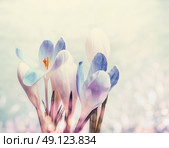 First crocuses with bokeh, spring blooming nature background, close up. Стоковое фото, агентство Ingram Publishing / Фотобанк Лори