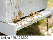 beehive with colony of bees. Стоковое фото, агентство Ingram Publishing / Фотобанк Лори