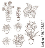 Set of various houseplants on a white background. Violets and geranium in flower pot. Hand drawn vector illustration. Стоковая иллюстрация, агентство Ingram Publishing / Фотобанк Лори