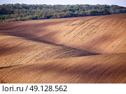 Spring arable land. Spring wavy agriculture scene. Rural landscape of South Moravia. Стоковое фото, агентство Ingram Publishing / Фотобанк Лори