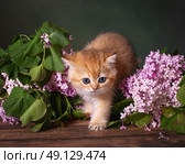 Рыжий котенок позирует с цветами сирени. Стоковое фото, фотограф Алена Попова / Фотобанк Лори