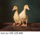Утята позируют на столе. Стоковое фото, фотограф Алена Попова / Фотобанк Лори