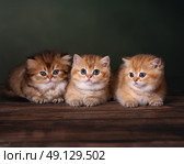 Три пушистых британских котенка позируют вместе. Стоковое фото, фотограф Алена Попова / Фотобанк Лори