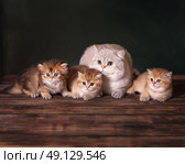 Папа кот со своими котятами. Стоковое фото, фотограф Алена Попова / Фотобанк Лори