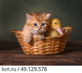 Дружба в корзинке: котёнок и утёнок. Стоковое фото, фотограф Алена Попова / Фотобанк Лори