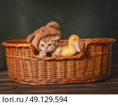 Дружба в корзинке: котёнок и утёнок. Стоковое фото, фотограф Алена Попова / Фотобанк Лори