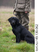 Black Labrador Picking Up On A Game Shoot. Стоковое фото, агентство Ingram Publishing / Фотобанк Лори