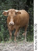 Wild roaming cattle in the French Pyrenees. Стоковое фото, агентство Ingram Publishing / Фотобанк Лори