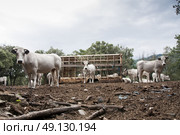 Wild cattle surrounding an empty feed hopper in the French Pyrenees. Стоковое фото, агентство Ingram Publishing / Фотобанк Лори