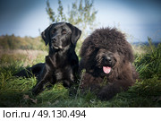 Portrait of a Labrador and Bouvier Des Flandres dogs laying down. Стоковое фото, агентство Ingram Publishing / Фотобанк Лори