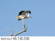 White Stork Perching On A Tree. Стоковое фото, агентство Ingram Publishing / Фотобанк Лори