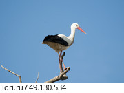 White Stork Perching On A Tree. Стоковое фото, агентство Ingram Publishing / Фотобанк Лори