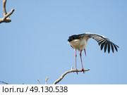 White Stork Perching On A Tree. Стоковое фото, агентство Ingram Publishing / Фотобанк Лори