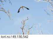 White Stork Flying. Стоковое фото, агентство Ingram Publishing / Фотобанк Лори