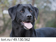 Portrait of a black labrador. Стоковое фото, агентство Ingram Publishing / Фотобанк Лори