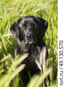 Portrat of a Labrador in long grass. Стоковое фото, агентство Ingram Publishing / Фотобанк Лори
