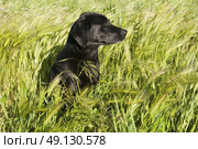 Portrat of a Labrador in long grass. Стоковое фото, агентство Ingram Publishing / Фотобанк Лори