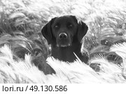 Portrat of a Labrador in long grass. Стоковое фото, агентство Ingram Publishing / Фотобанк Лори