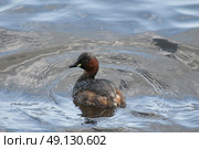 A Little Grebe or Dabchick Swimming. Стоковое фото, агентство Ingram Publishing / Фотобанк Лори