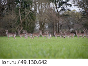 Herd of Wild Fallow Deer. Стоковое фото, агентство Ingram Publishing / Фотобанк Лори
