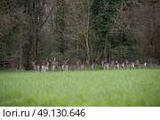 Herd of Wild Fallow Deer. Стоковое фото, агентство Ingram Publishing / Фотобанк Лори