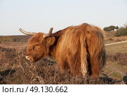 Highland Cow Roaming Free In The New Forest. Стоковое фото, агентство Ingram Publishing / Фотобанк Лори