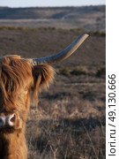 Highland Cow Roaming Free In The New Forest. Стоковое фото, агентство Ingram Publishing / Фотобанк Лори