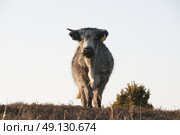 Free-Range New Forest Cattle. Стоковое фото, агентство Ingram Publishing / Фотобанк Лори