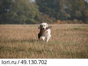 A Golden Retriever Retrieving A Pheasant On A Game Shoot. Стоковое фото, агентство Ingram Publishing / Фотобанк Лори