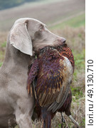 Weimeraner Retrieving A Pheasant On A Game Shoot. Стоковое фото, агентство Ingram Publishing / Фотобанк Лори