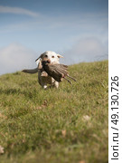 Yellow Labrador Retrieving A Pheasant. Стоковое фото, агентство Ingram Publishing / Фотобанк Лори