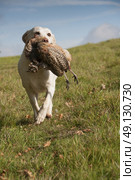 Yellow Labrador Retrieving A Pheasant. Стоковое фото, агентство Ingram Publishing / Фотобанк Лори