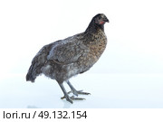 Bigblue Delaware big blue hen biblue dark color on white background. Стоковое фото, агентство Ingram Publishing / Фотобанк Лори